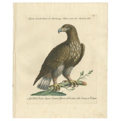 Stampa antica di un'aquila dalla coda bianca di Manetti, 1770 circa