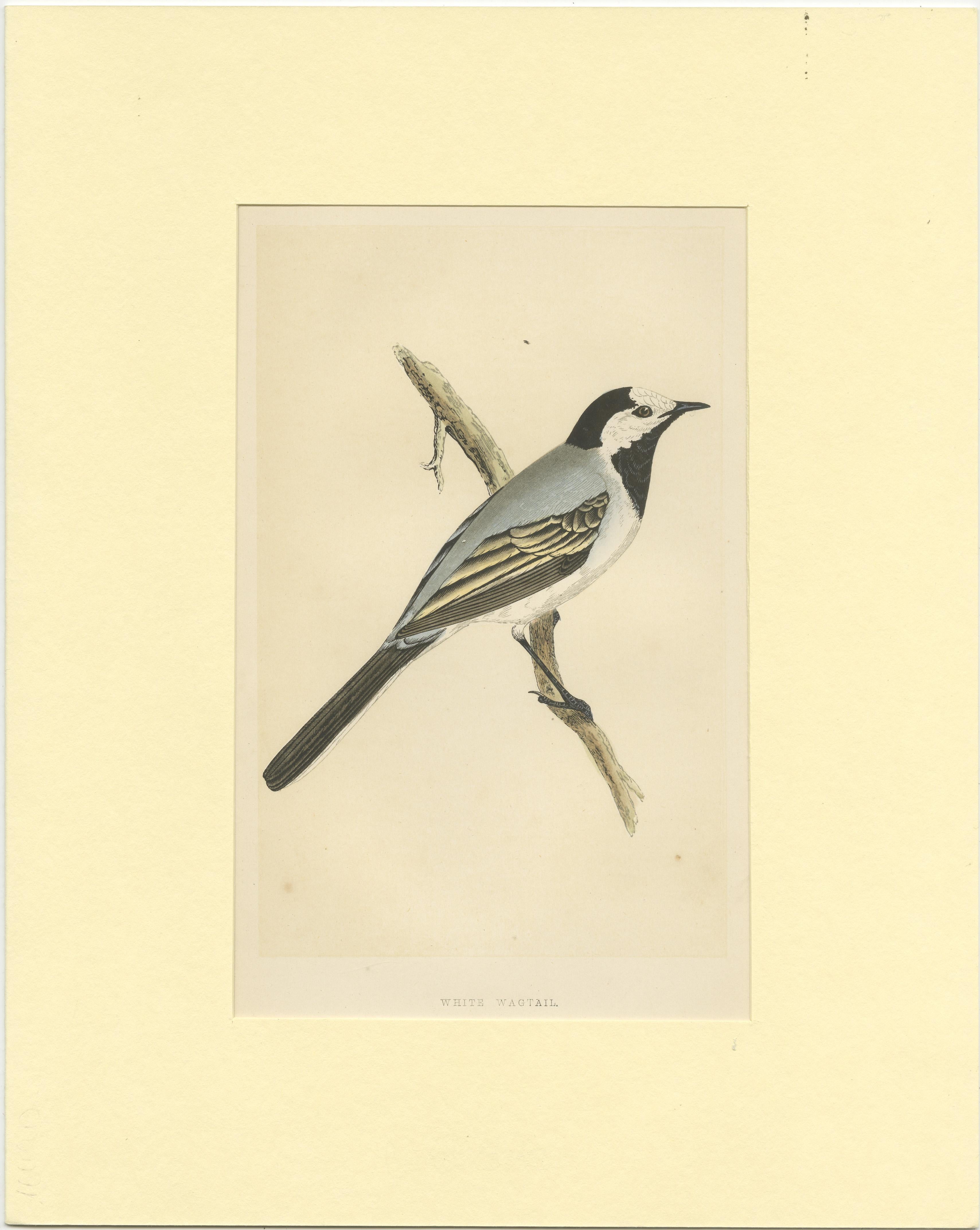Original antique bird print of a white wagtail. This print originates from 