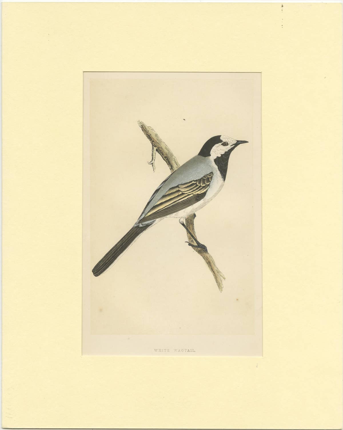 Antique Bird Print of a White Wagtail
