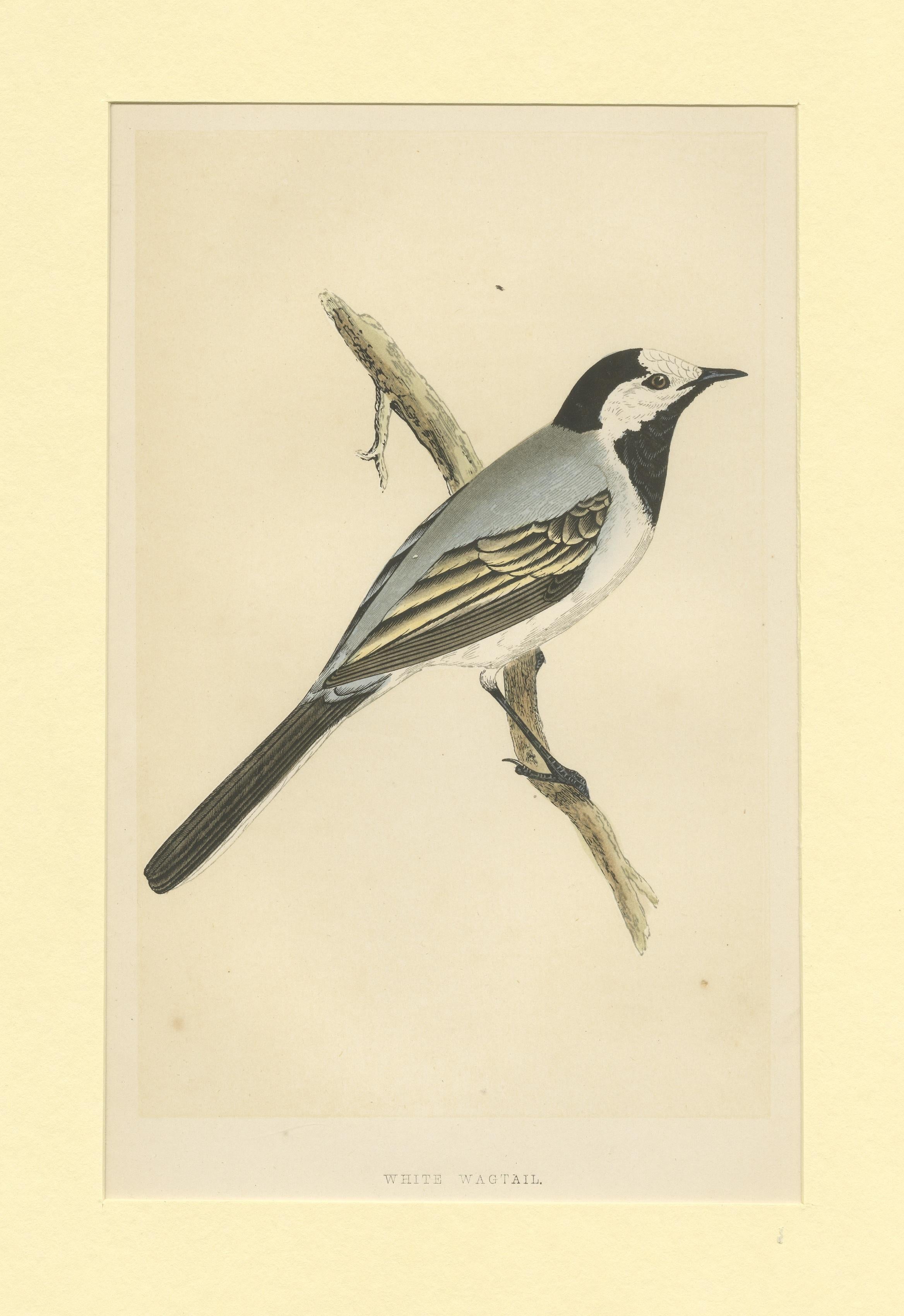 Antique Bird Print of a White Wagtail In Good Condition For Sale In Langweer, NL