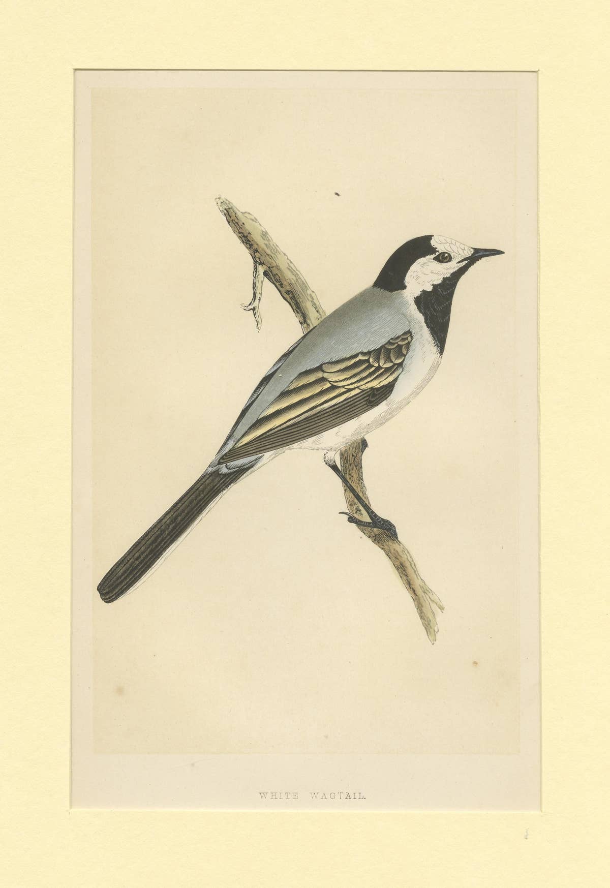 Antique Bird Print of a White Wagtail