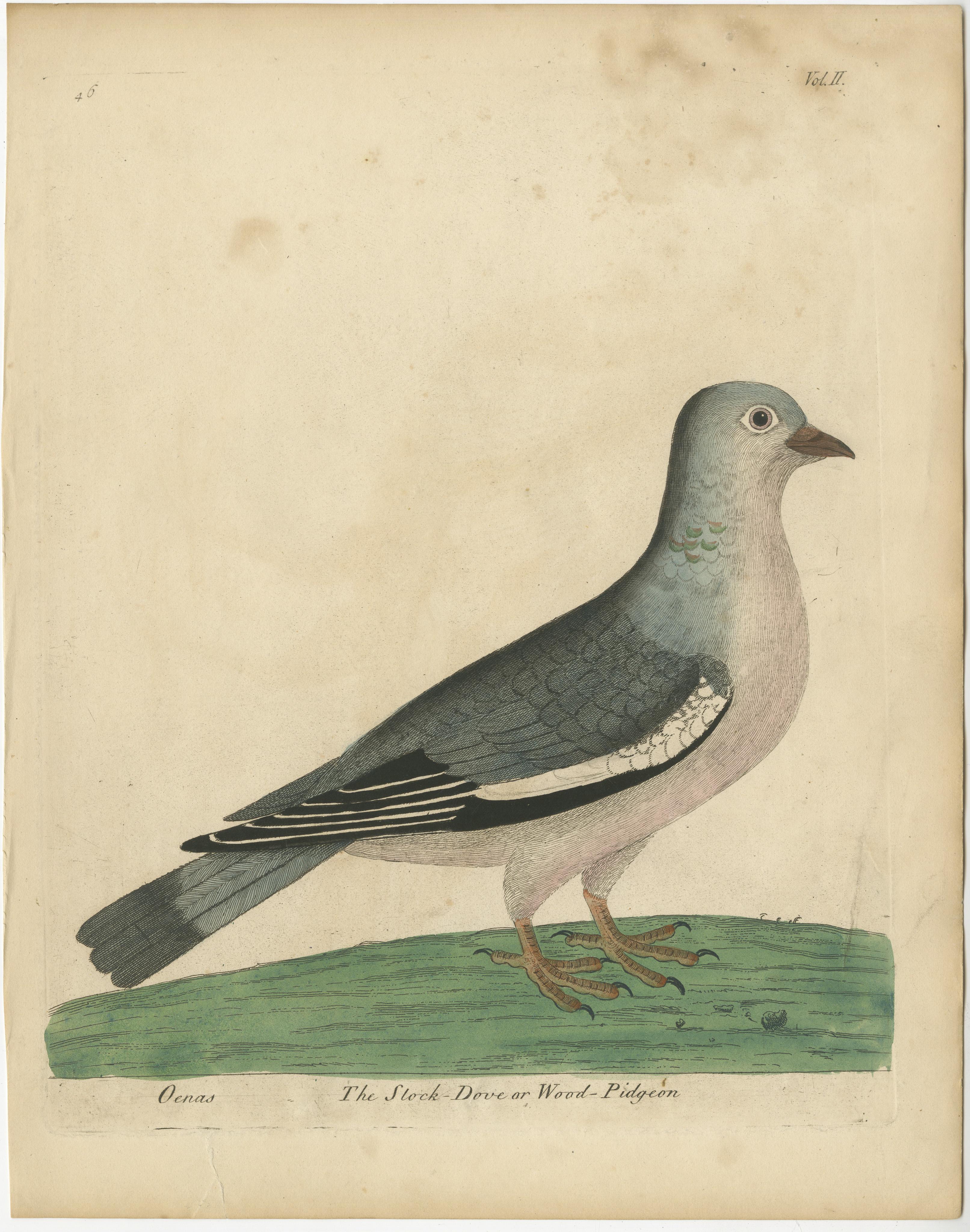 Antique bird print titled 'The Stock-Dove or Wood-Pidgeon'. Original antique print of a wood pigeon. This print originates from 'A Supplement to the Natural History of Birds illustrated with an Hundred and One Copper Plates (..)' by Eleazar Albin.