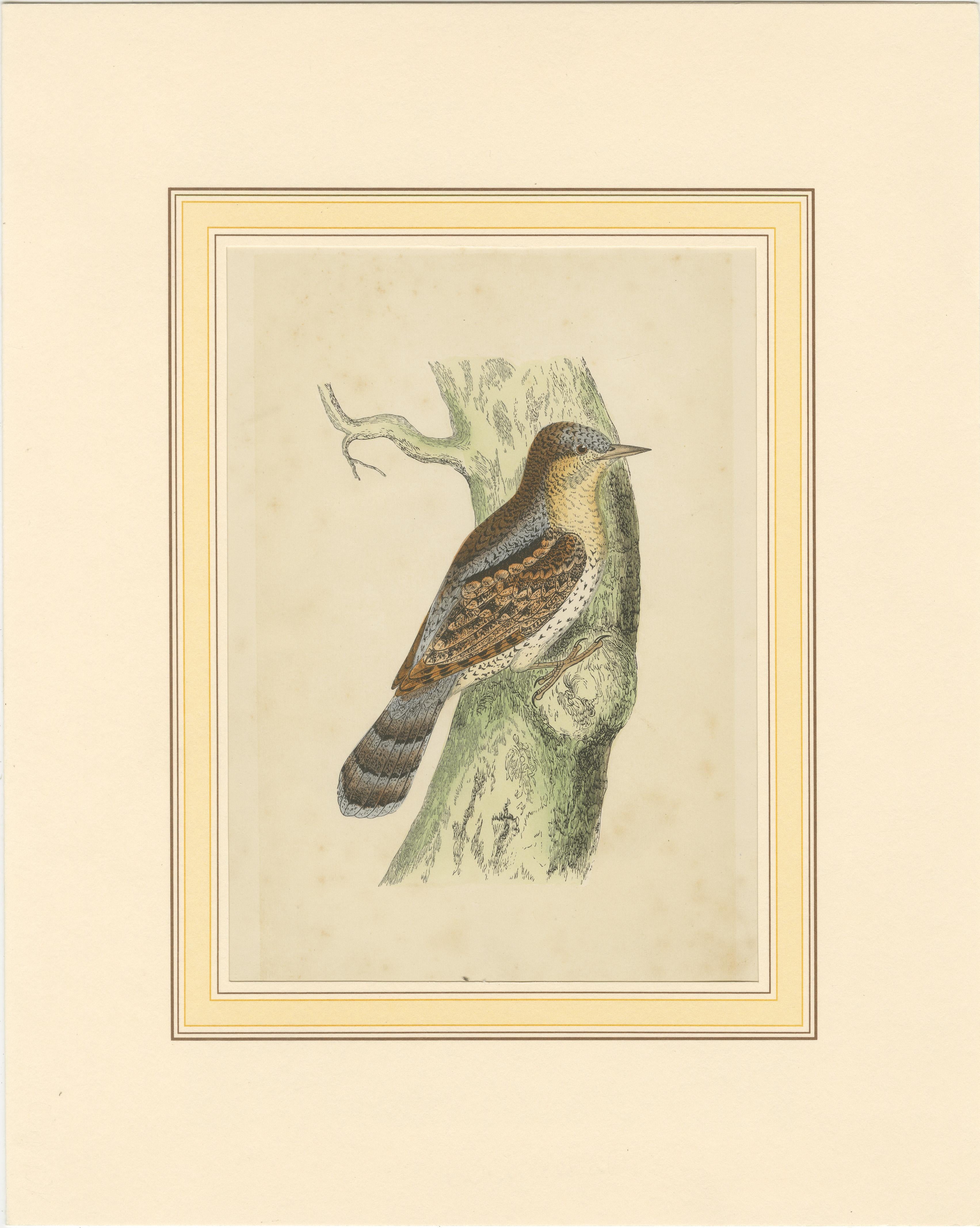 Original antique bird print of a wryneck. This print originates from 