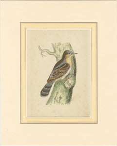 Stampa antica di uccelli di un torcicollo, 1880 circa