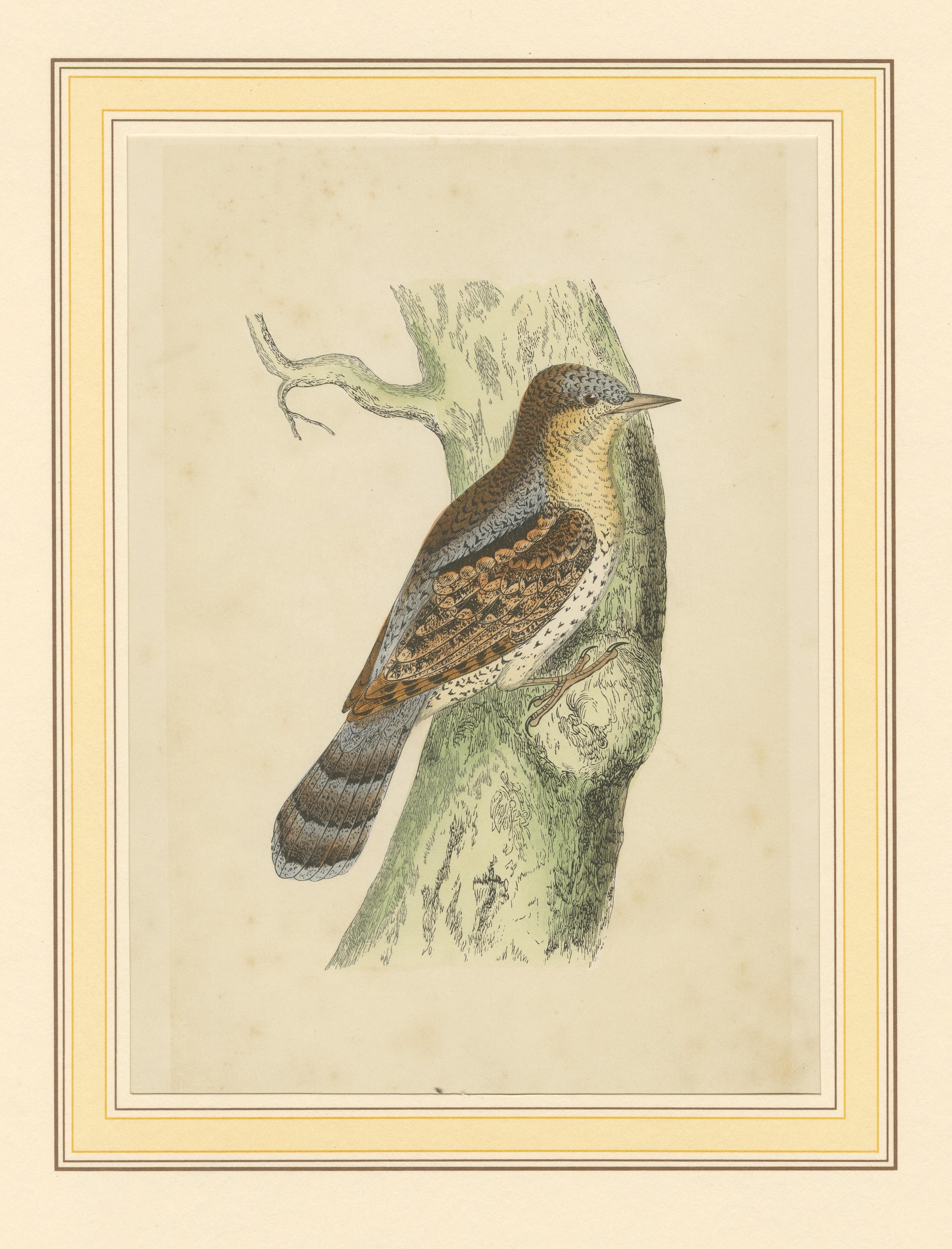 Antique Bird Print of a Wryneck In Good Condition For Sale In Langweer, NL