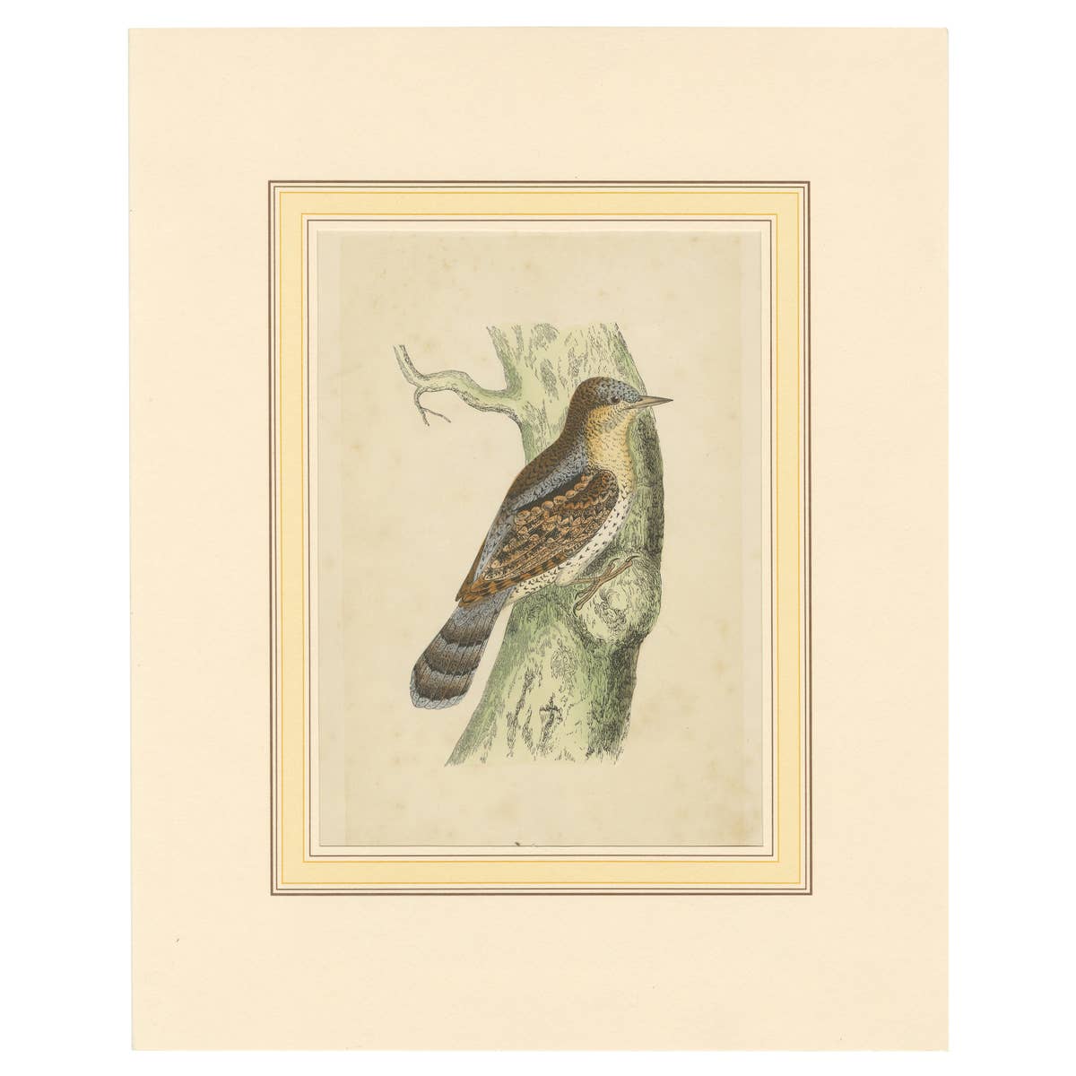 Antique Bird Print of a Wryneck, circa 1880