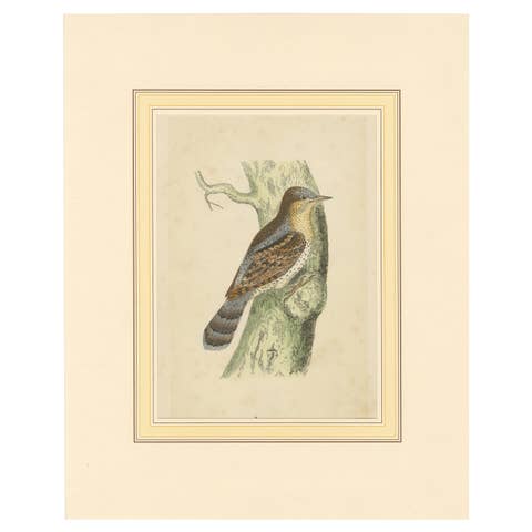 Antique Bird Print of a Wryneck, circa 1880
