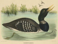 Antique Bird Print of a Yellow-Billed Loon Made after D.G. Elliot, 1869