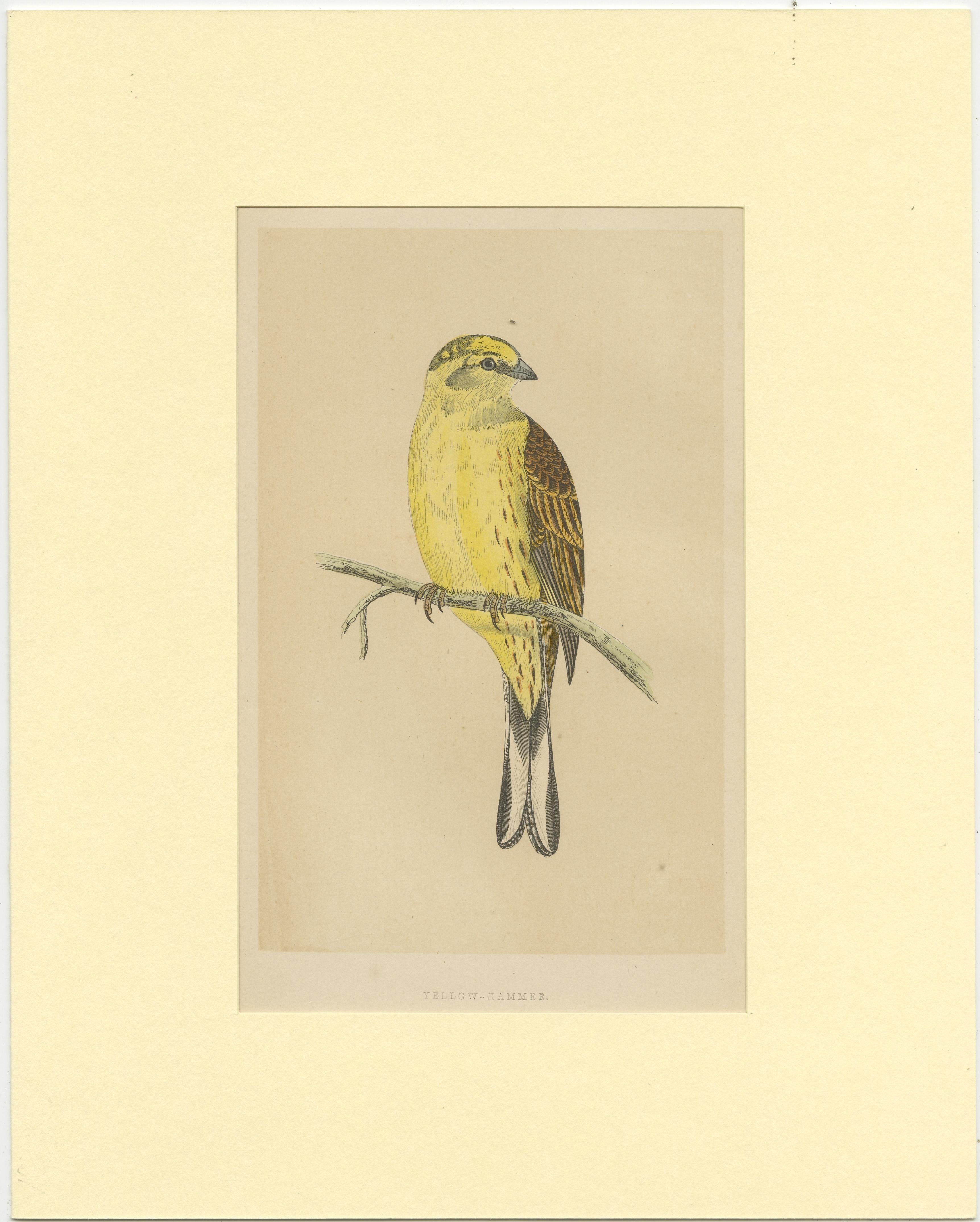 Original antique bird print of a yellow hammer. This print originates from 