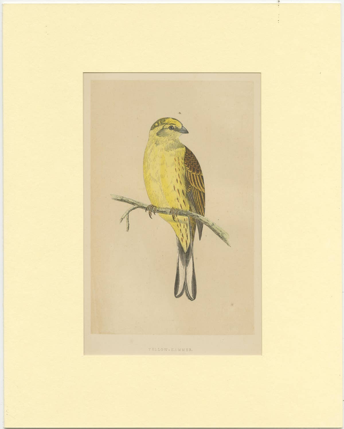 Antique Bird Print of a Yellow-Hammer