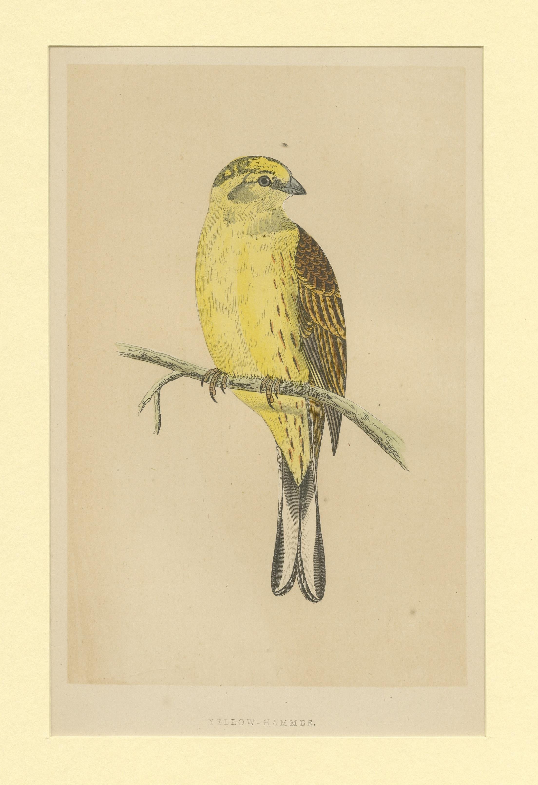 Impression oiseau antique d'un marron-jaune Bon état - En vente à Langweer, NL