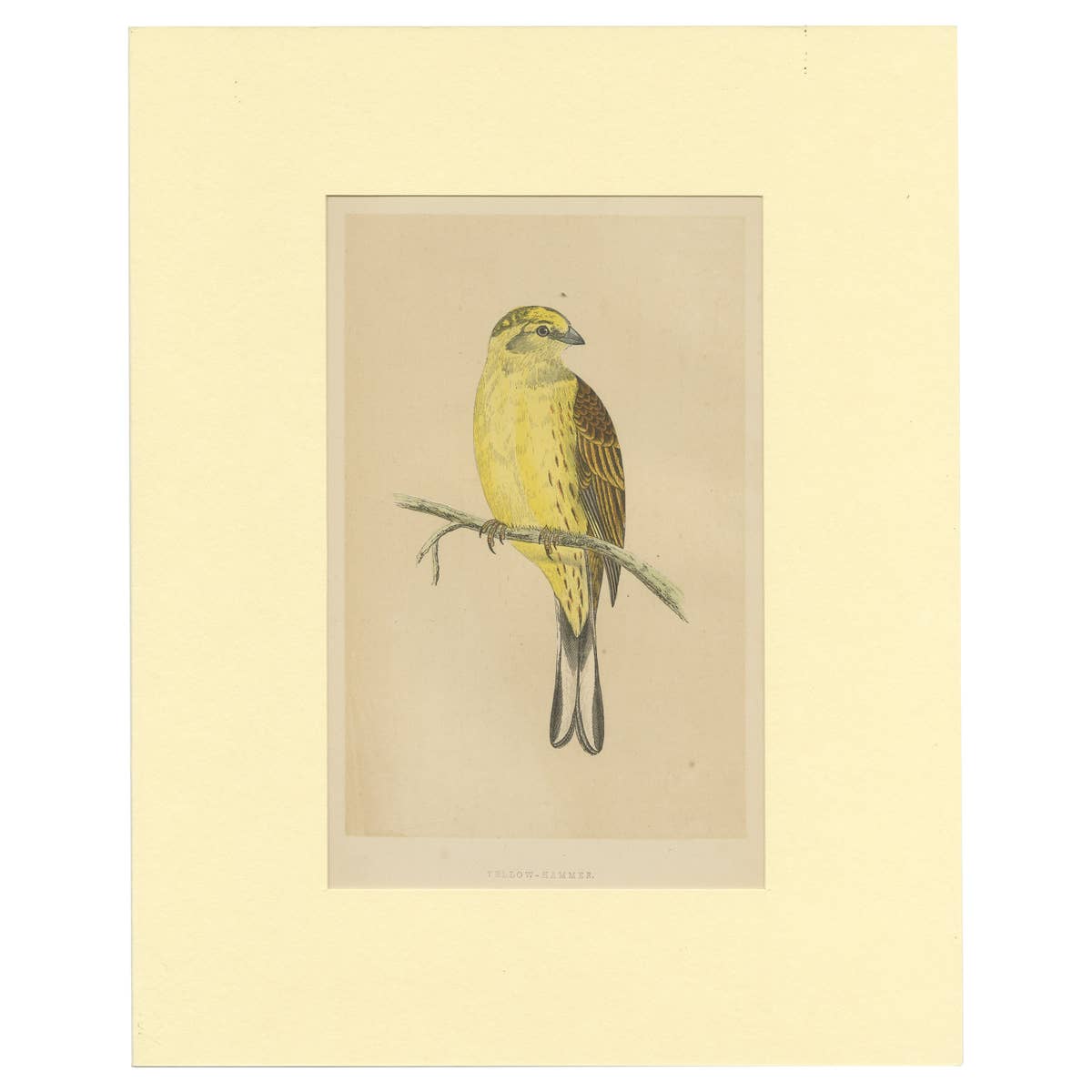 Antique Bird Print of a Yellow-Hammer