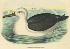 Antique Bird Print of a Yellow-Nosed Albatros Made After D.G. Elliot, 1869