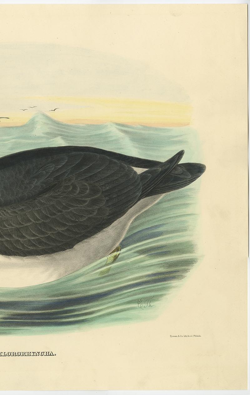 Impression d'oiseau ancien d'Albatros noirci jaune, réalisée d'après D.G. Elliot, 1869 Bon état - En vente à Langweer, NL