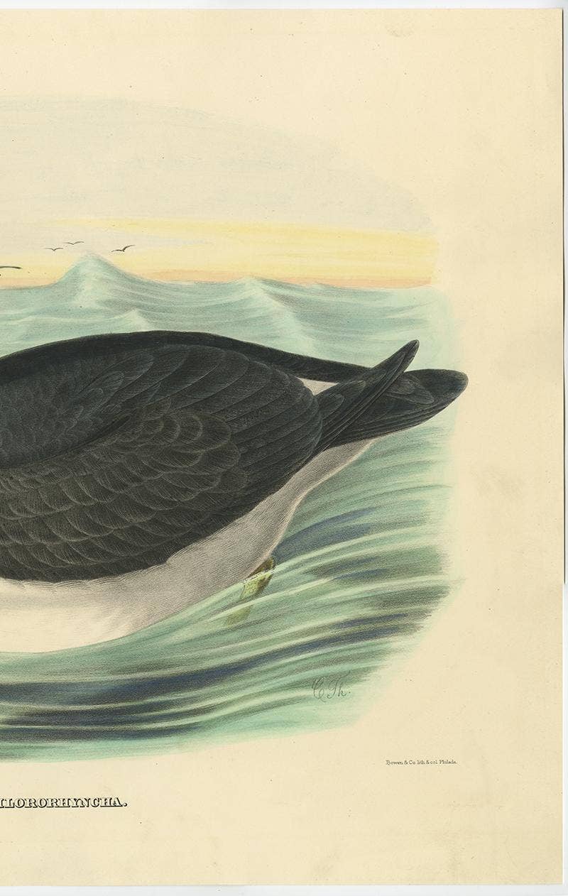 Antique Bird Print of a Yellow-Nosed Albatros Made After D.G. Elliot, 1869