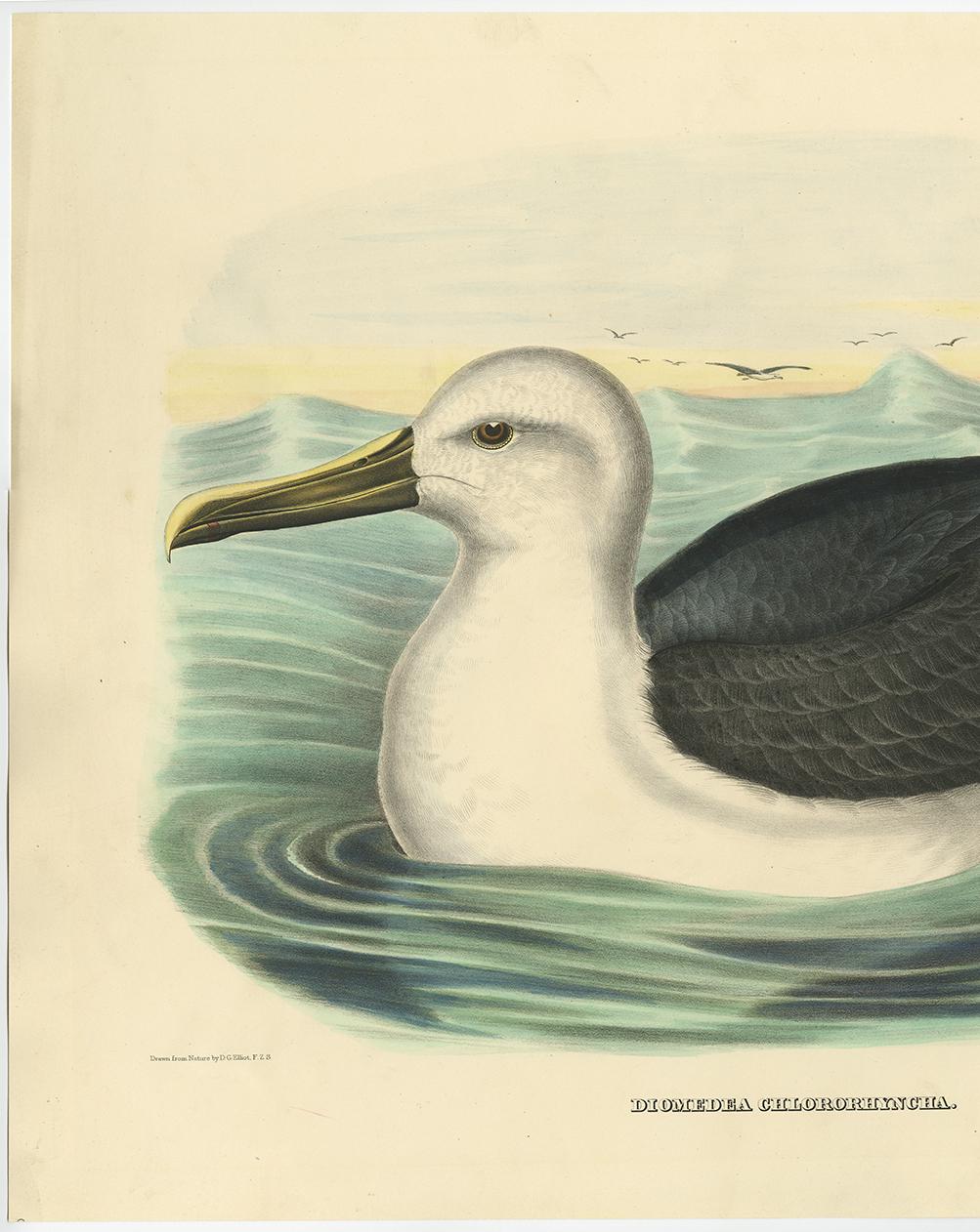 XIXe siècle Impression d'oiseau ancien d'Albatros noirci jaune, réalisée d'après D.G. Elliot, 1869 en vente