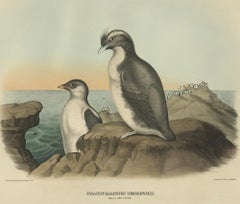 Antique Bird Print of a Young and Adult Temminck's Auk Made After D.G. Elliot
