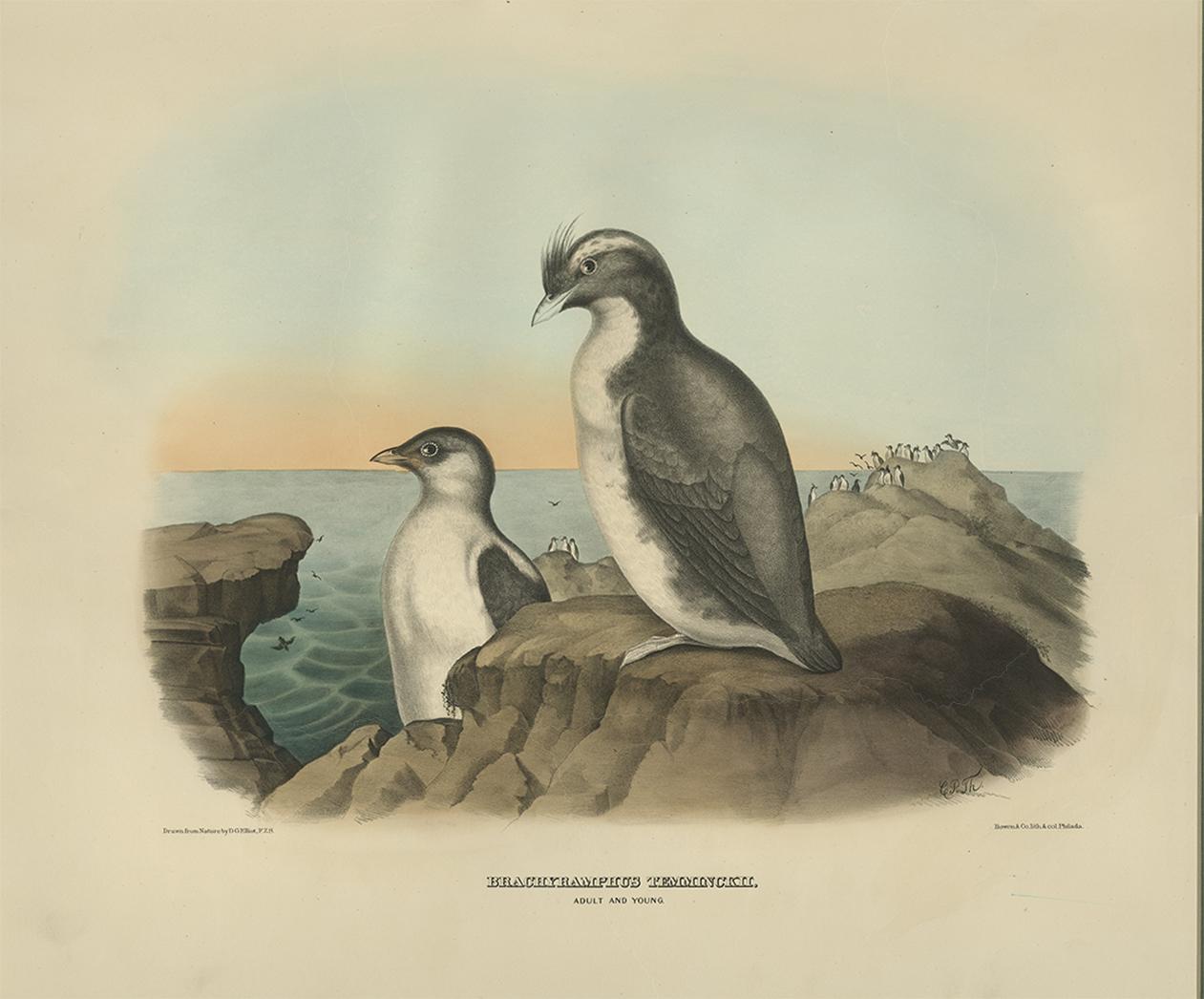Antique Bird Print of a Young and Adult Temminck's Auk Made After D.G. Elliot In Good Condition For Sale In Langweer, NL