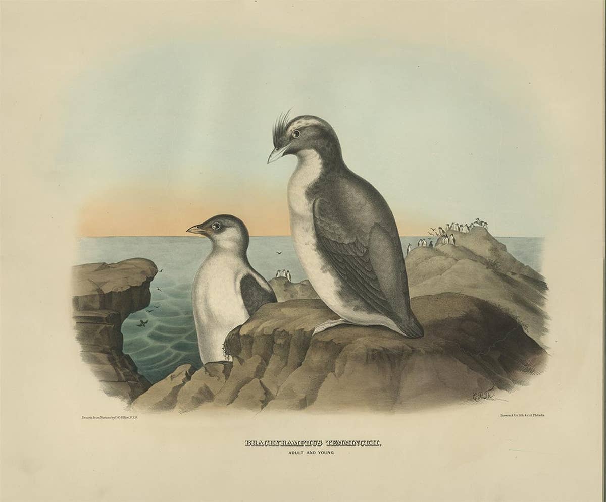 Antique Bird Print of a Young and Adult Temminck's Auk Made After D.G. Elliot