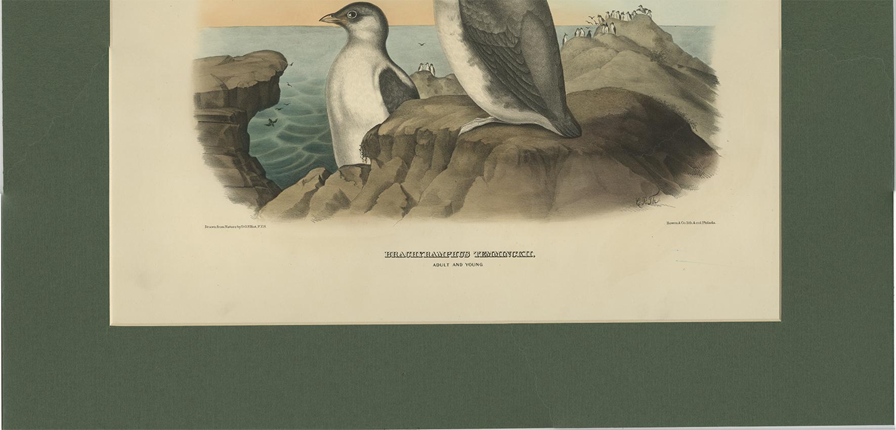 19th Century Antique Bird Print of a Young and Adult Temminck's Auk Made After D.G. Elliot For Sale
