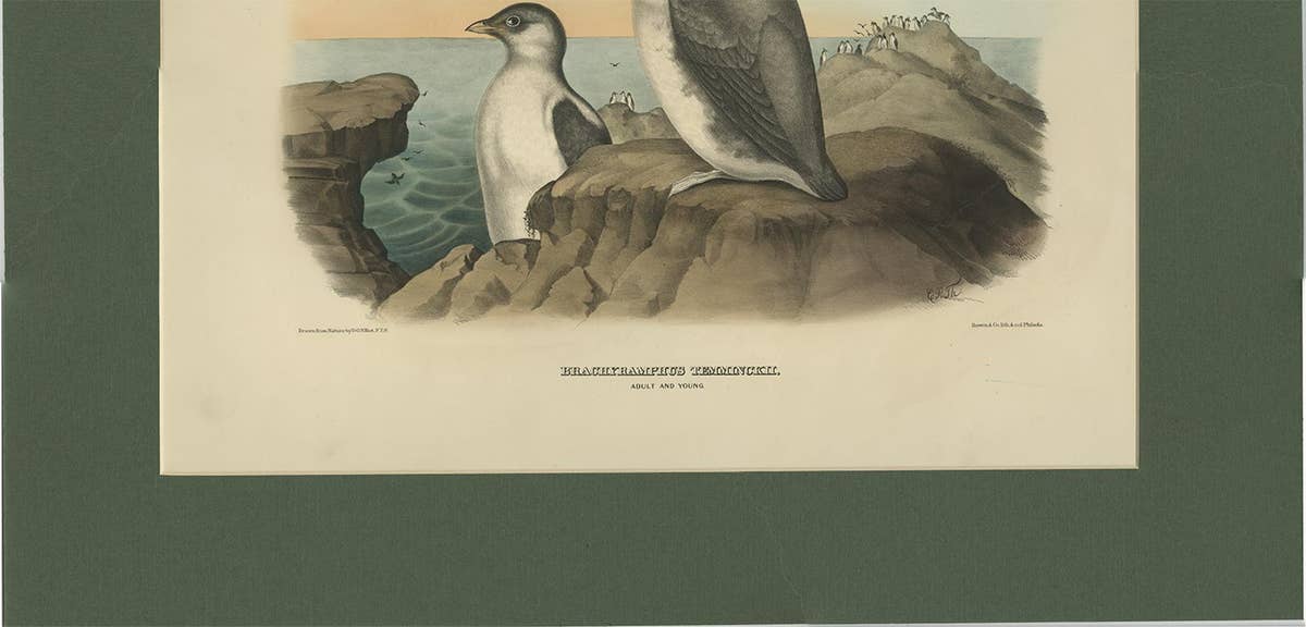 Antique Bird Print of a Young and Adult Temminck's Auk Made After D.G. Elliot