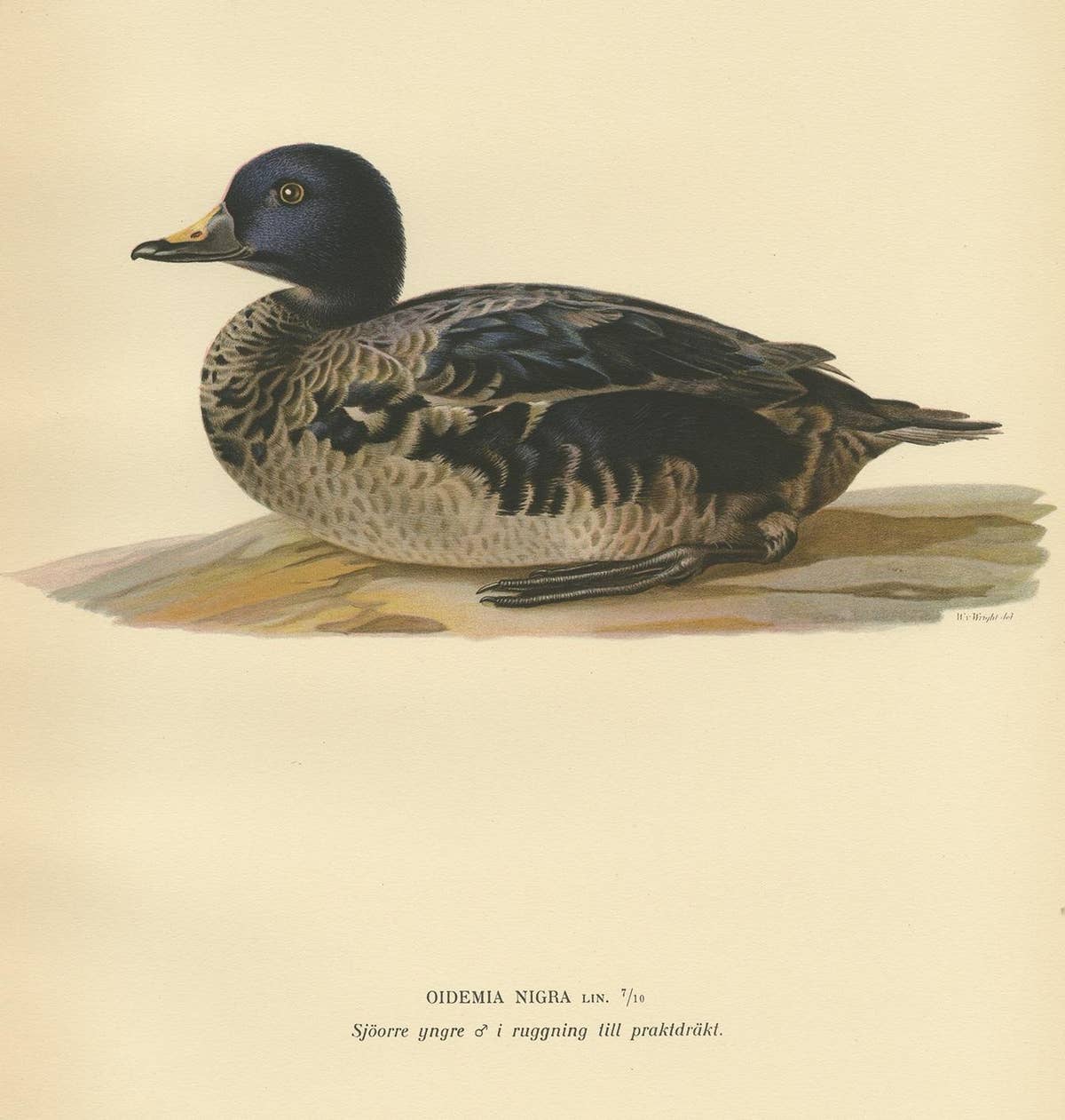 Antique Bird Print of a Young Black Scoter by Von Wright, 1929