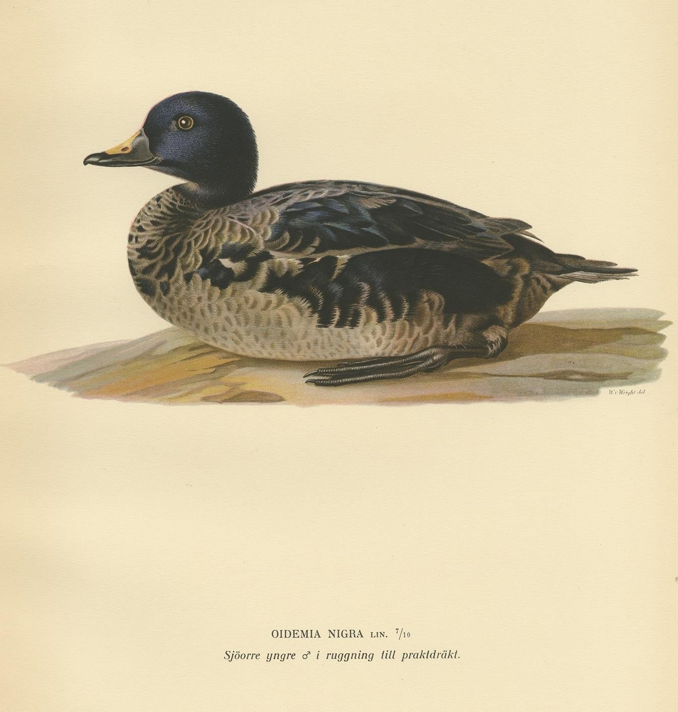 Gravure ancienne d'une jeune macreuse noire par Von Wright:: 1929 Bon état - En vente à Langweer, NL