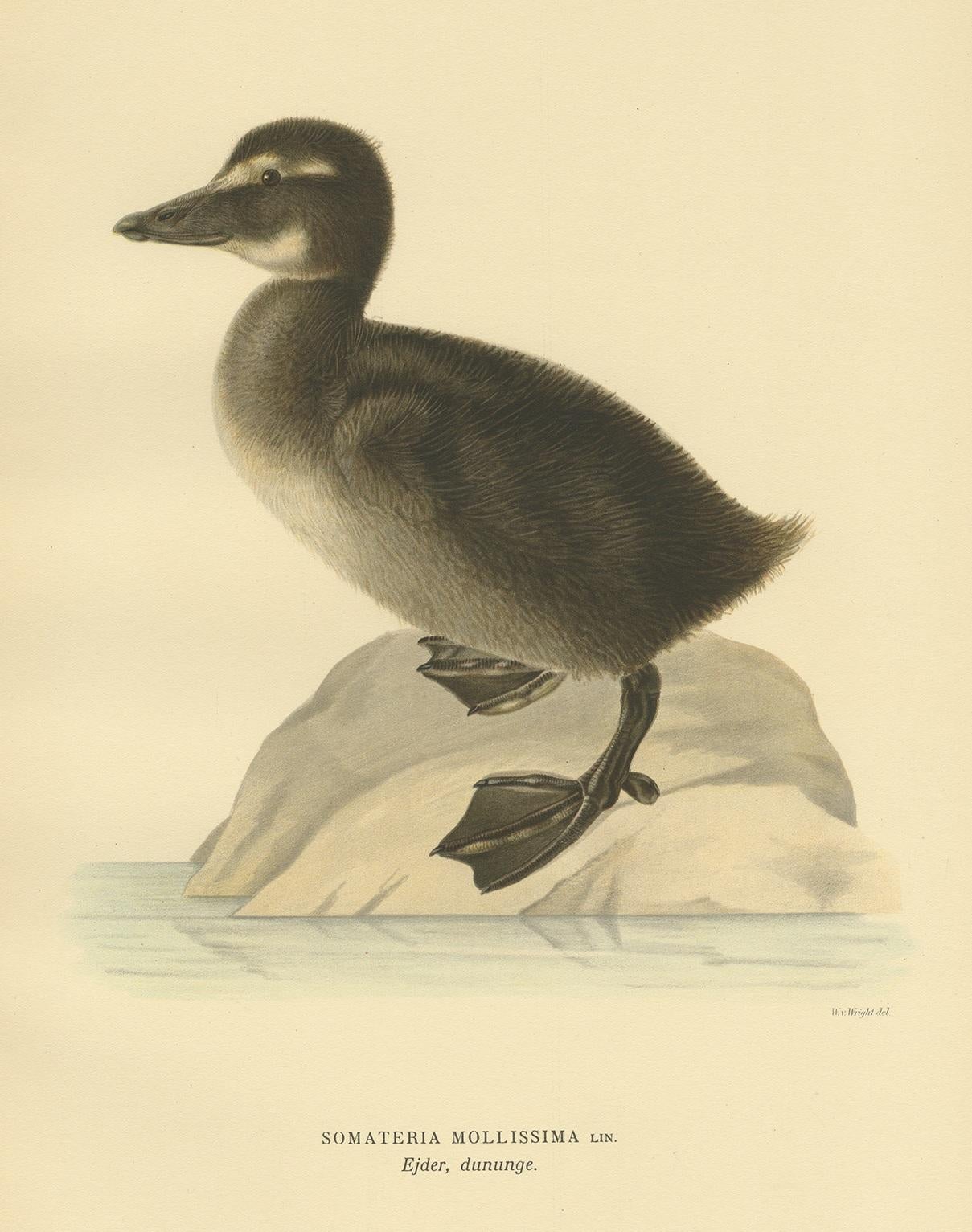 Antique Bird Print of a Young Common Eider by Von Wright, 1929 In Good Condition For Sale In Langweer, NL