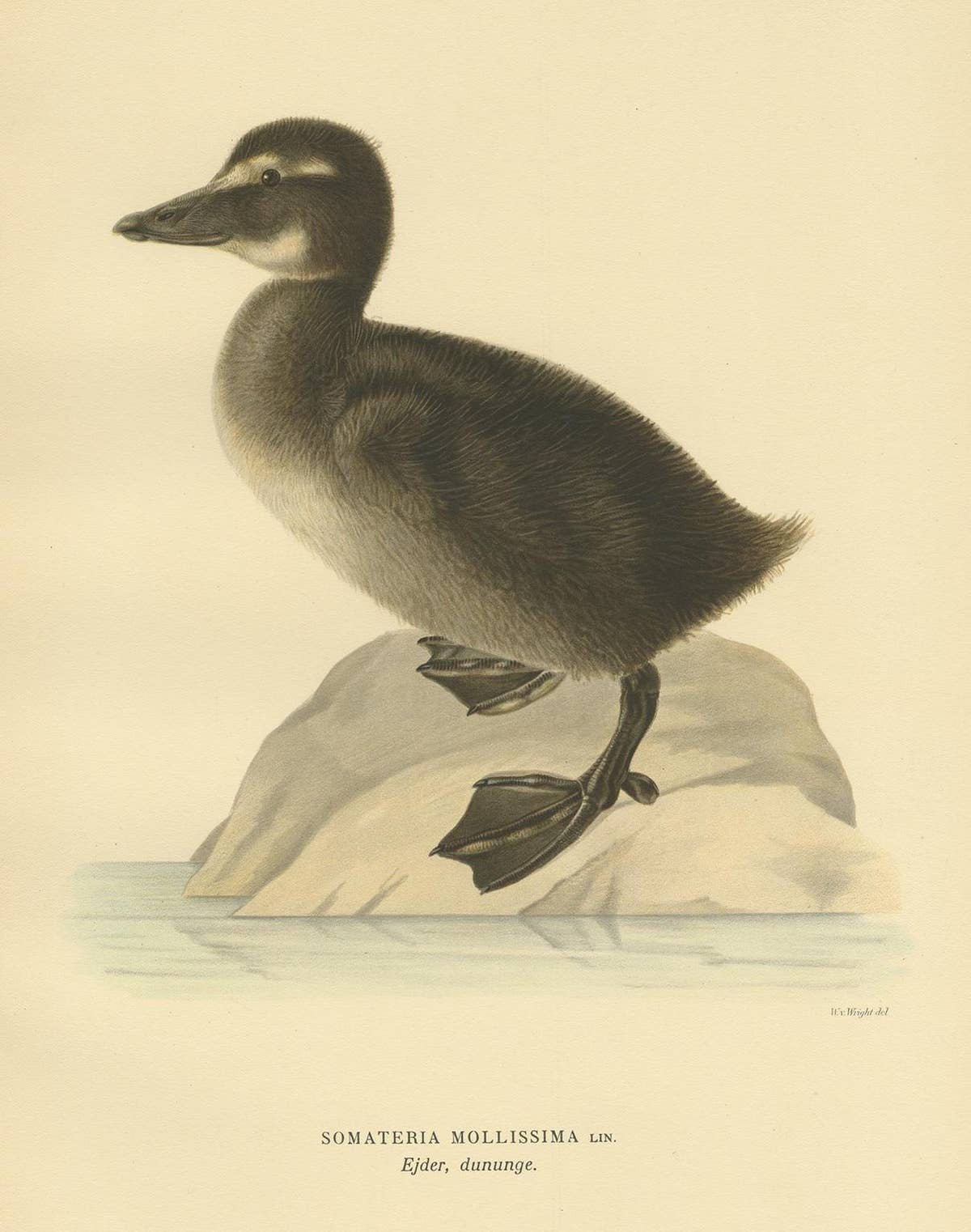 Antique Bird Print of a Young Common Eider by Von Wright, 1929