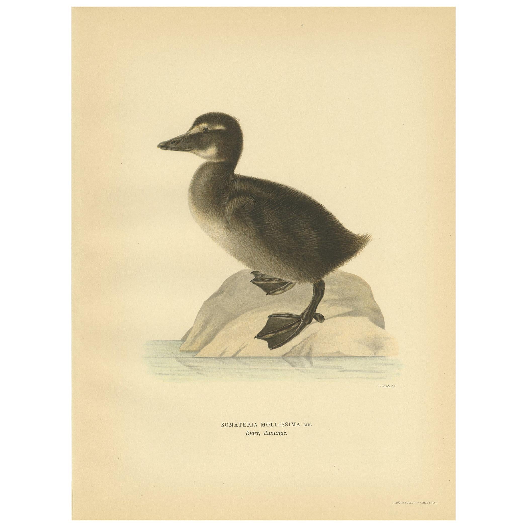 Antique Bird Print of a Young Common Eider by Von Wright, 1929 For Sale
