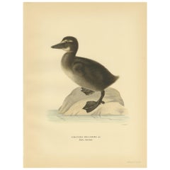 Antique Bird Print of a Young Common Eider by Von Wright, 1929