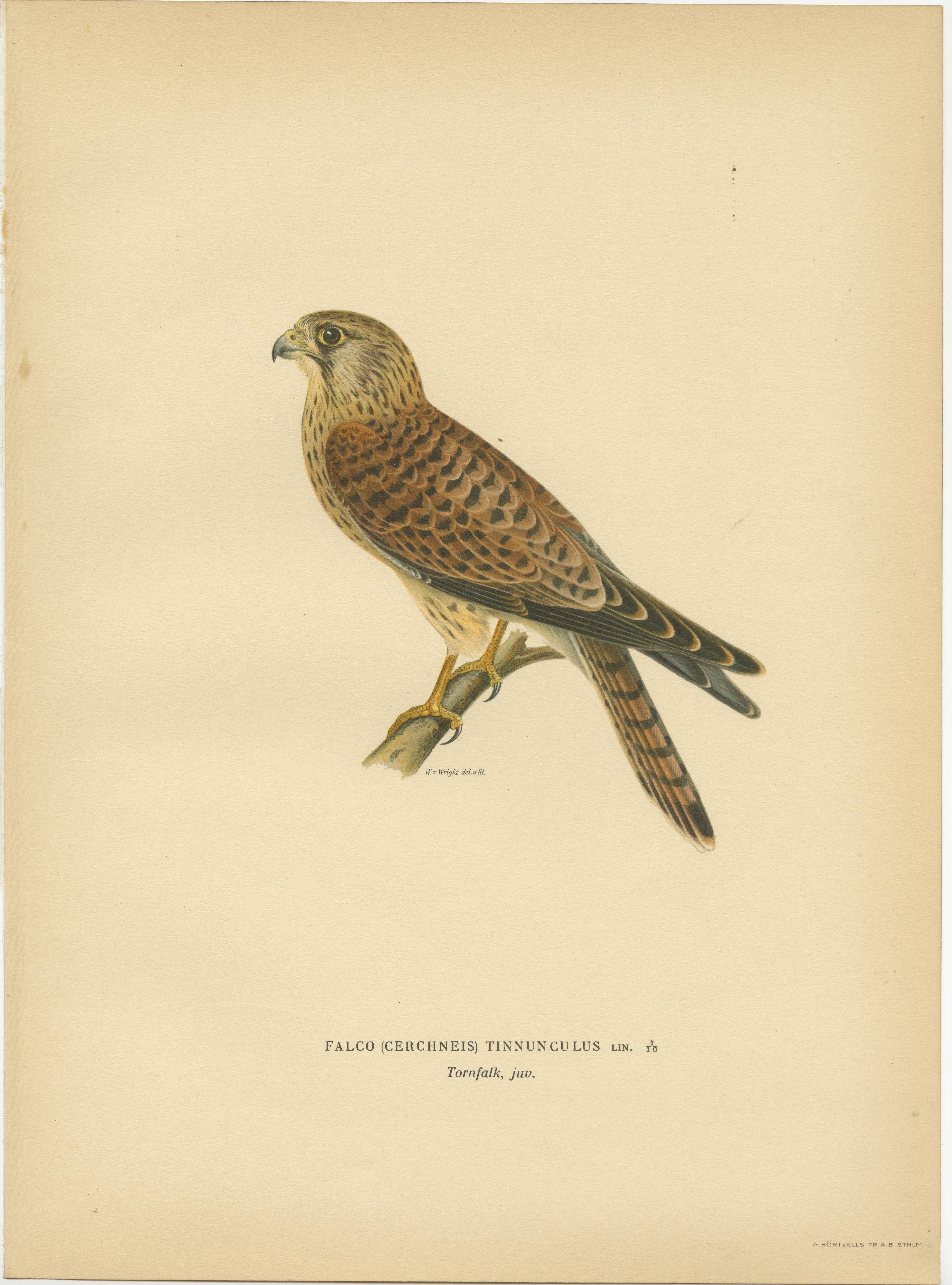 Antique Bird Print of a Young Common Kestrel by Von Wright, 1929 In Good Condition For Sale In Langweer, NL