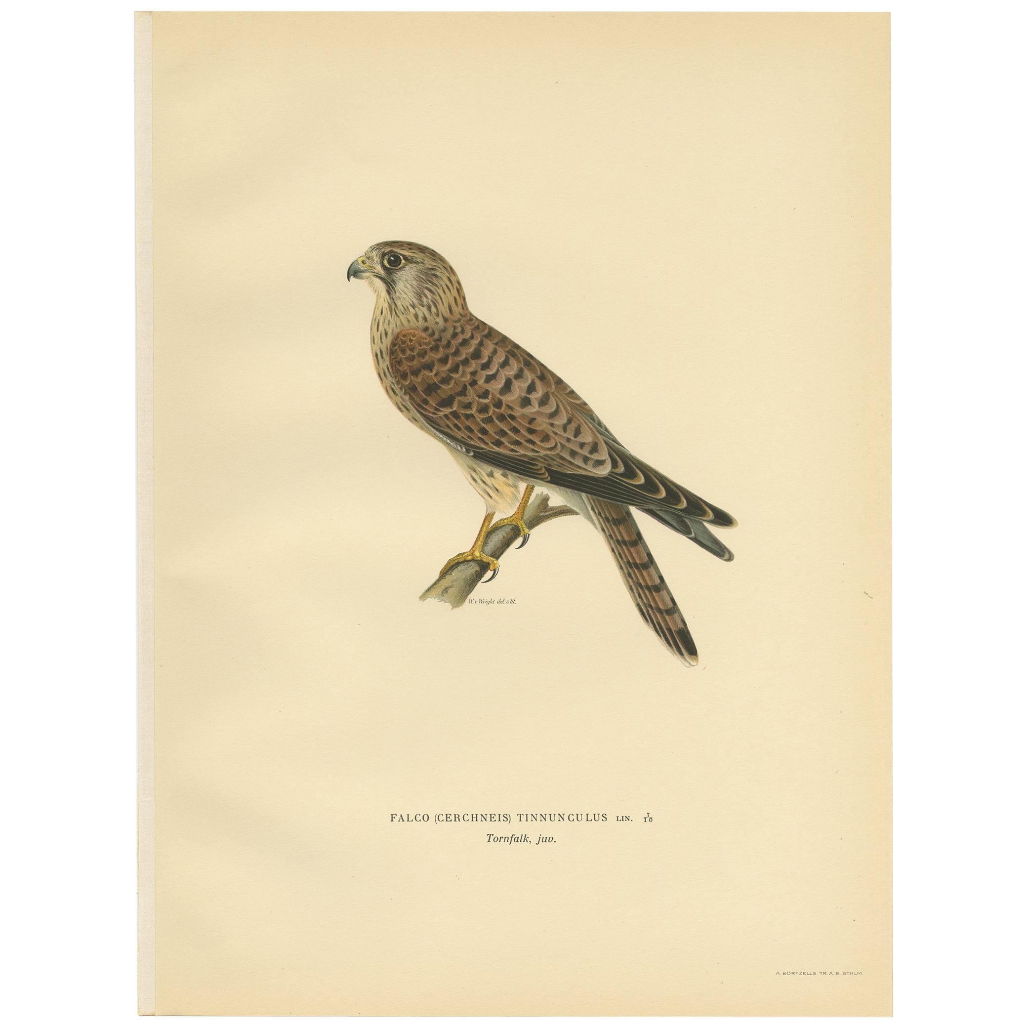 Antique bird print titled 'Falco Tinnunculus'. Old bird print depicting a young common kestrel. This print originates from 'Svenska Foglar Efter Naturen Och Pa Stenritade' by Magnus von Wright.