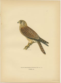 Gravure ancienne d'oiseau d'un jeune crécerelle commune par Von Wright:: 1929