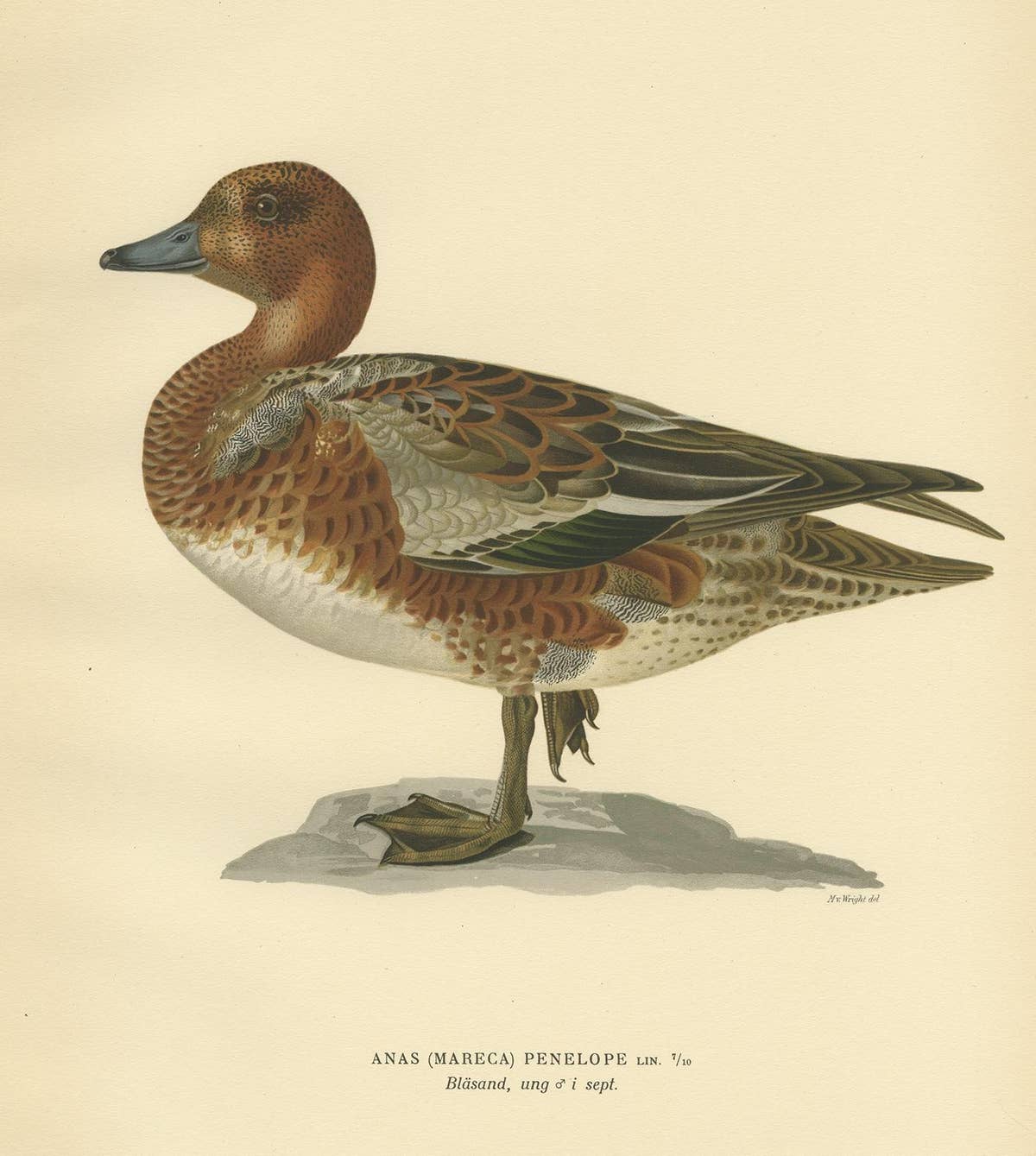 Antique Bird Print of a Young Eurasian Wigeon by Von Wright '1929'