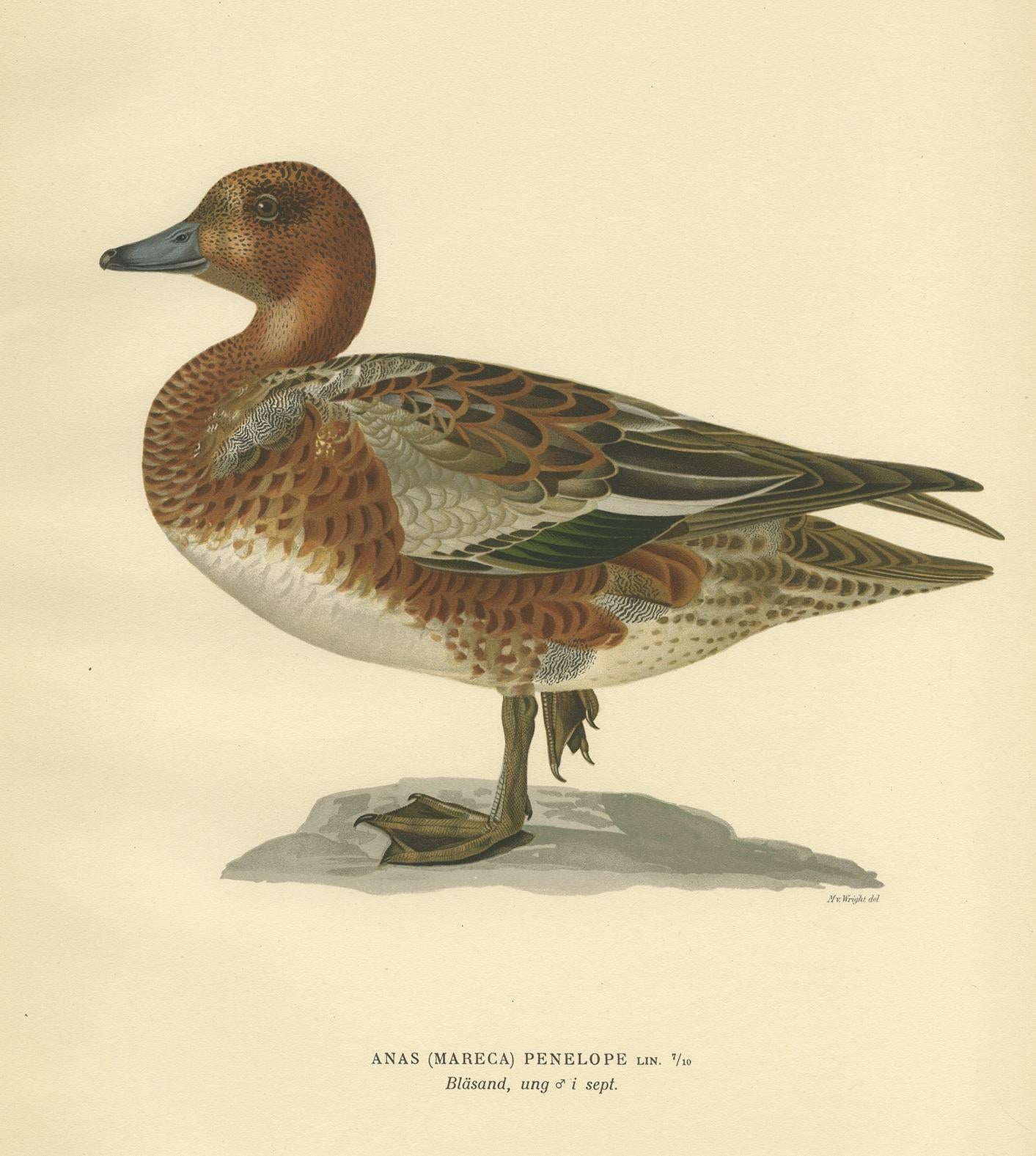 Antique Bird Print of a Young Eurasian Wigeon by Von Wright '1929' In Good Condition For Sale In Langweer, NL