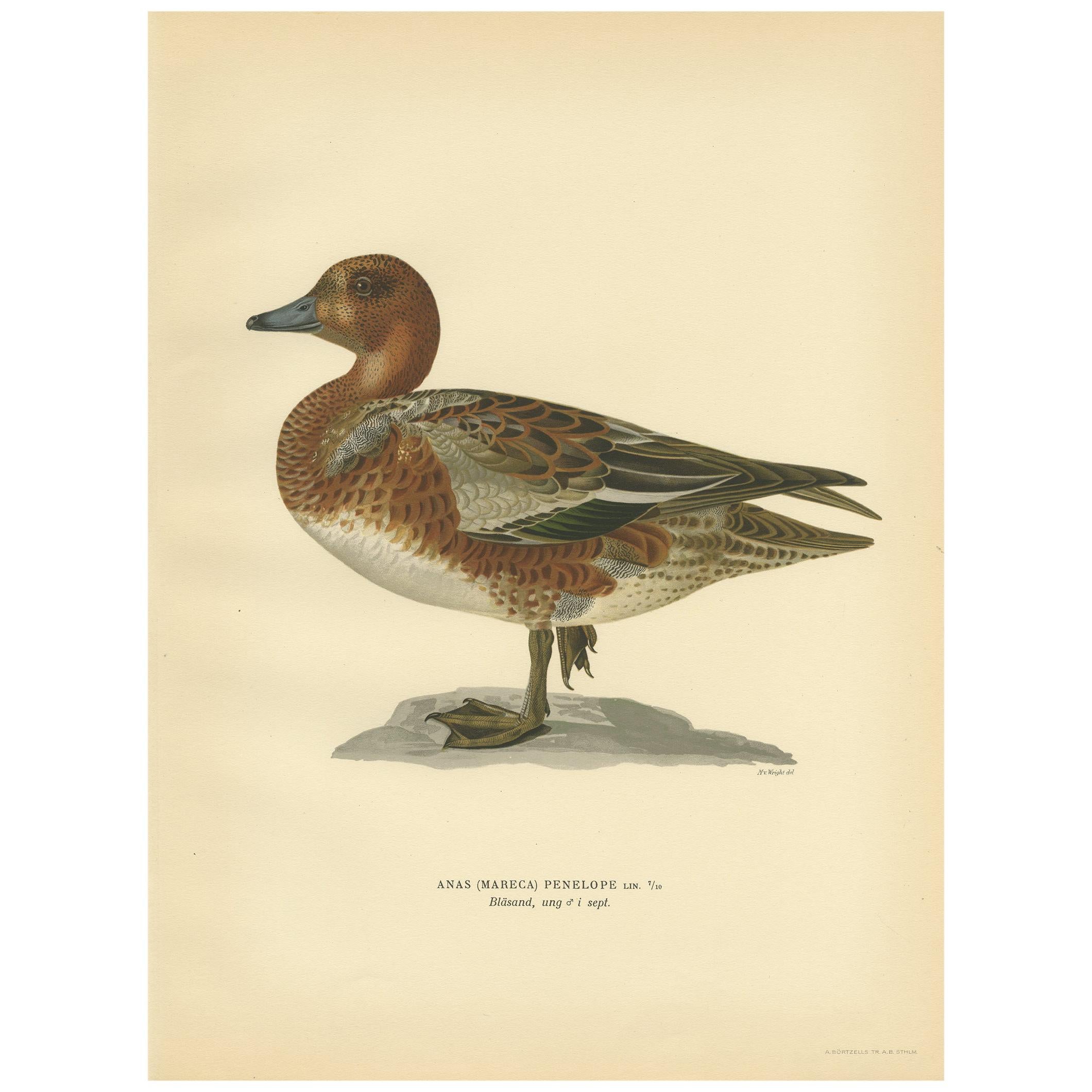 Antique Bird Print of a Young Eurasian Wigeon by Von Wright '1929'
