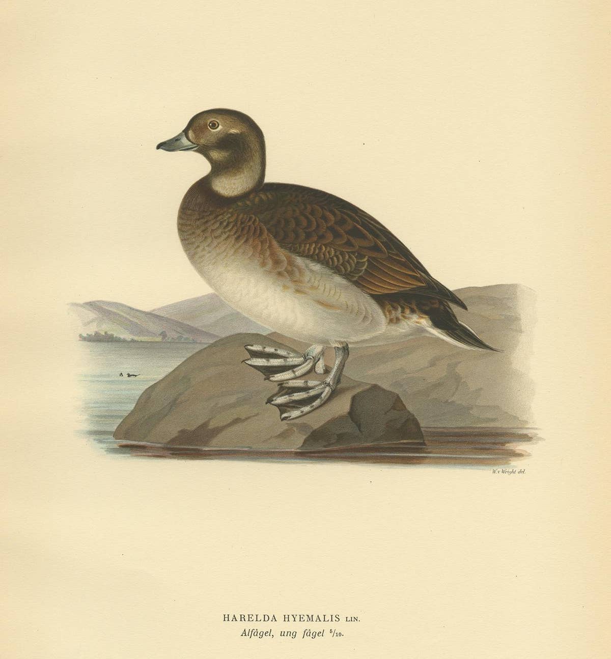 Antique Bird Print of a Young Female Long-Tailed Duck by Von Wright '1929'