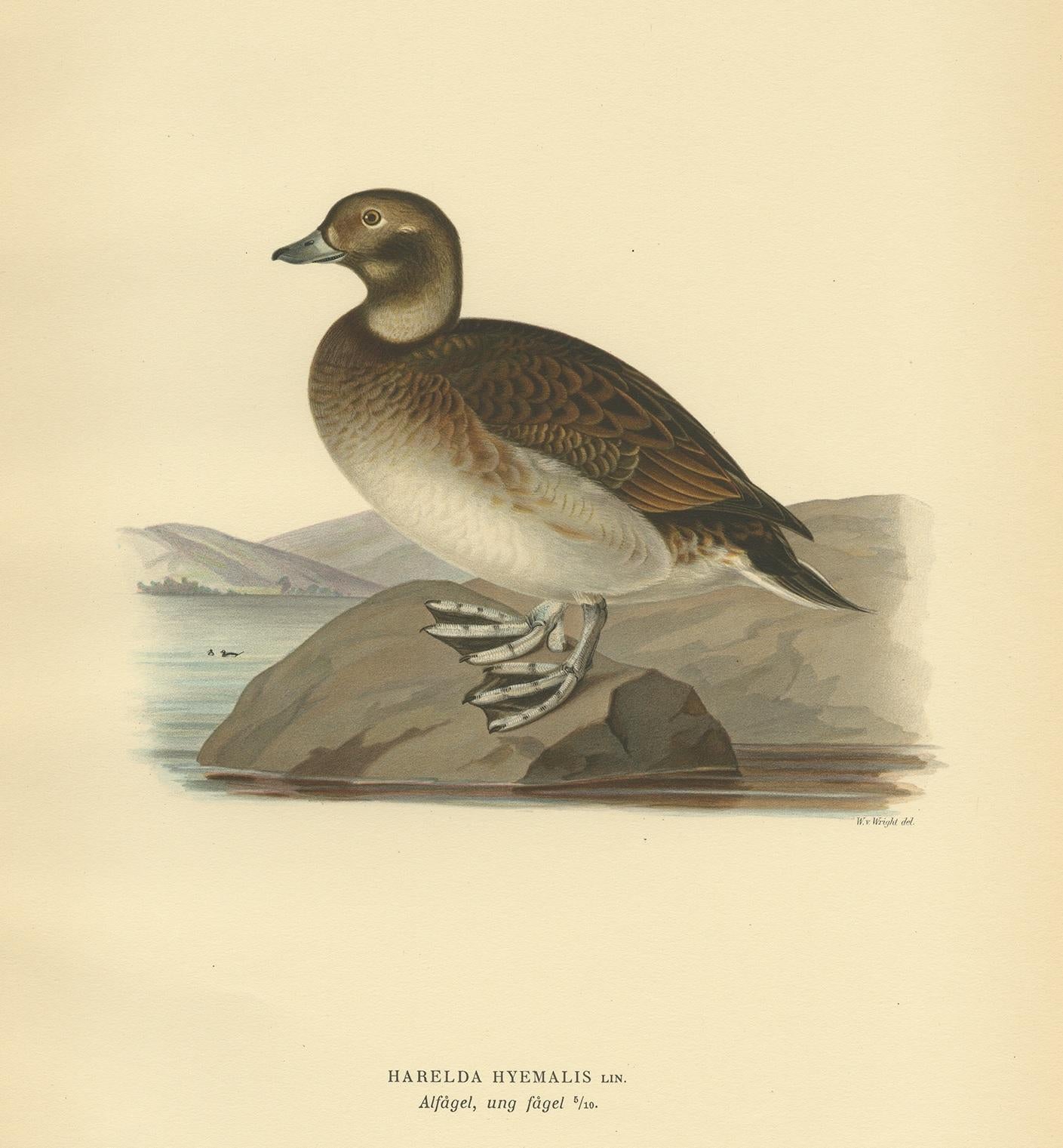female long tailed duck