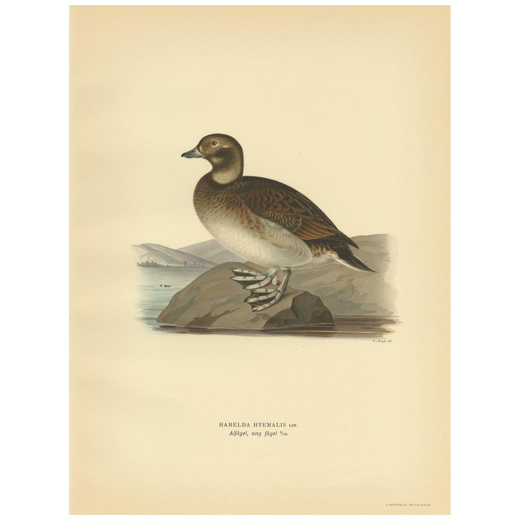 Antique Bird Print of a Young Female Long-Tailed Duck by Von Wright '1929' For Sale