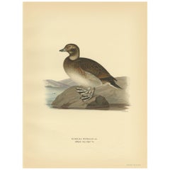 Antique Bird Print of a Young Female Long-Tailed Duck by Von Wright '1929'