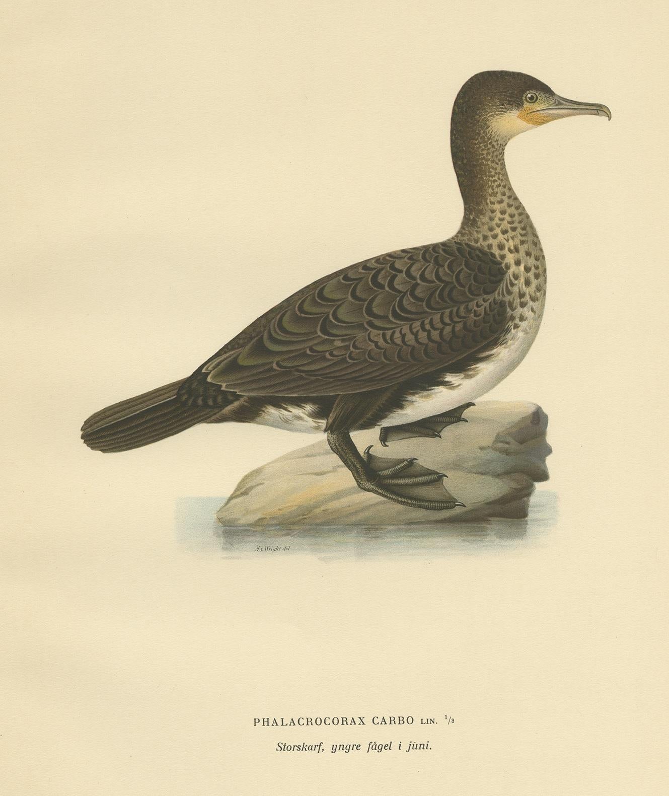 Gravure ancienne d'oiseau intitulée 'Phalacrocorax Carbo'. Ancienne gravure d'oiseau représentant un jeune grand cormoran. Cette gravure provient de 
