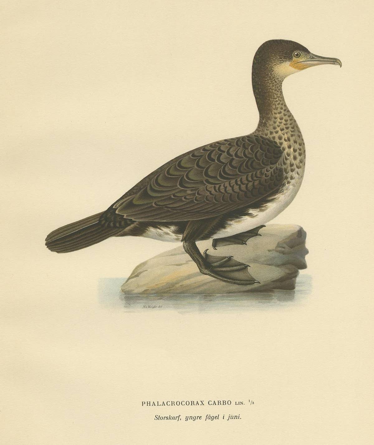 Antique Bird Print of a Young Great Cormorant by Von Wright, 1929