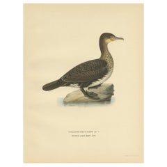 Antique Bird Print of a Young Great Cormorant by Von Wright, 1929