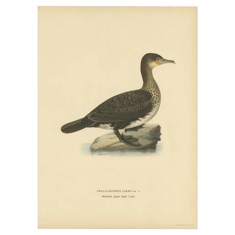 Antique Bird Print of a Young Great Cormorant by Von Wright, 1929