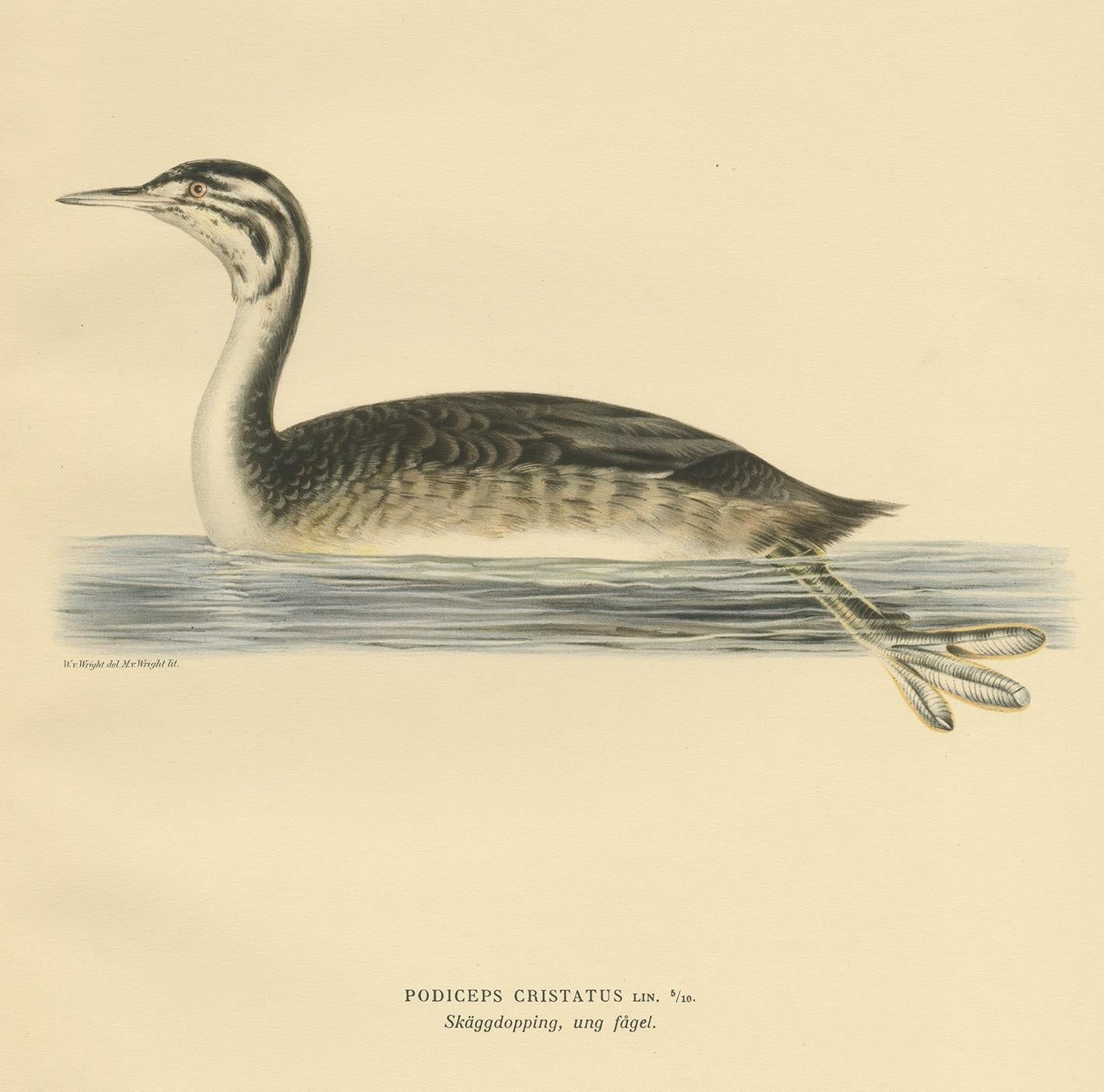 Antique Bird Print of a Young Great Crested Grebe by Von Wright, 1929 In Good Condition For Sale In Langweer, NL