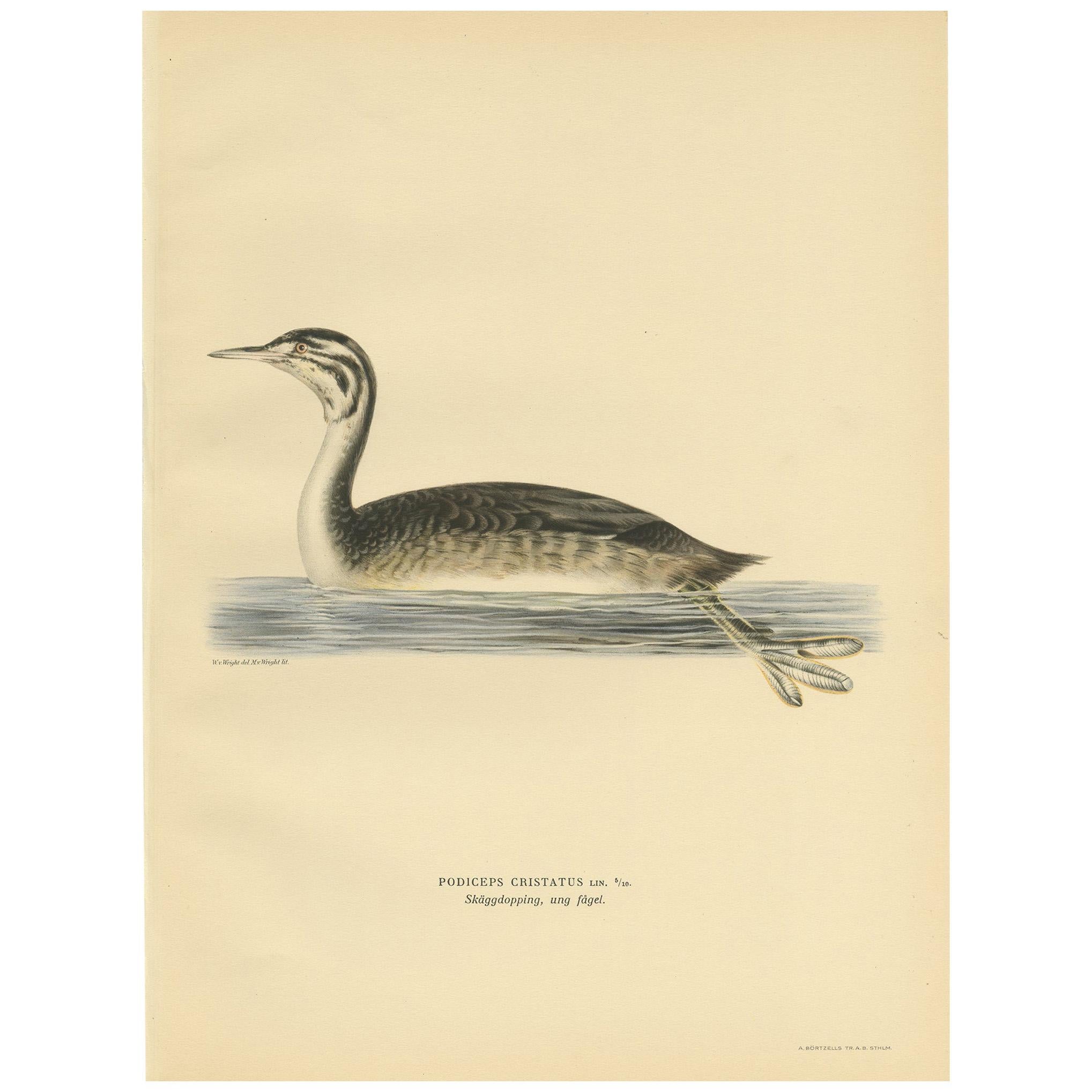 Antique Bird Print of a Young Great Crested Grebe by Von Wright, 1929 For Sale