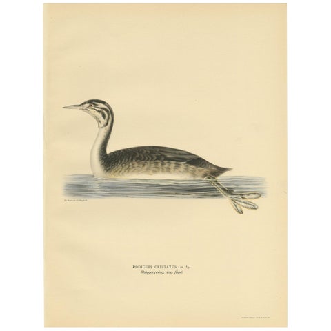 Antique Bird Print of a Young Great Crested Grebe by Von Wright, 1929