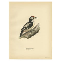 Vintage Bird Print of a Young Great Spotted Woodpecker by Von Wright, 1927