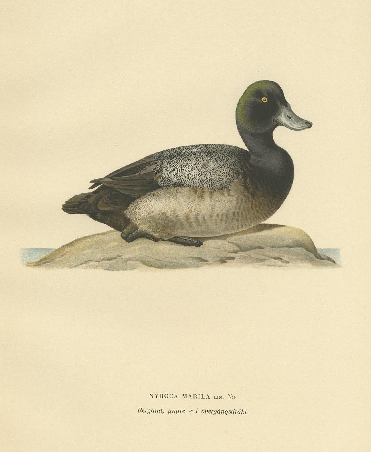 Antique bird print titled 'Nyroca Marila'. Old bird print depicting a young greater scaup. This print originates from 'Svenska Foglar Efter Naturen Och Pa Stenritade' by Magnus von Wright.